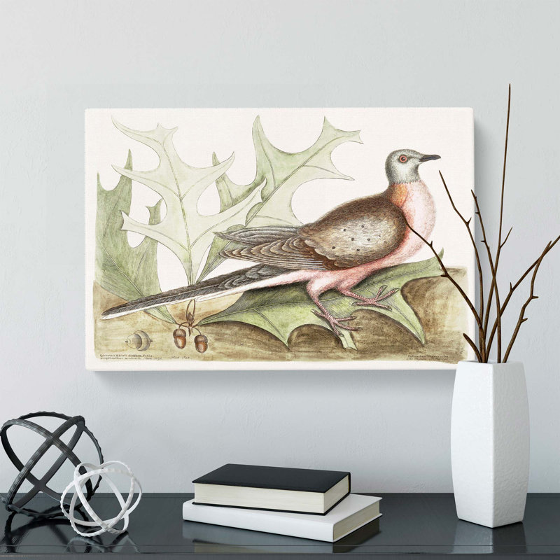 Pigeon Of Passage by Mark Catesby - Wrapped Canvas, 40cm H x 60cm W x 3cm D