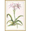 Lilium 2 Print-713476538