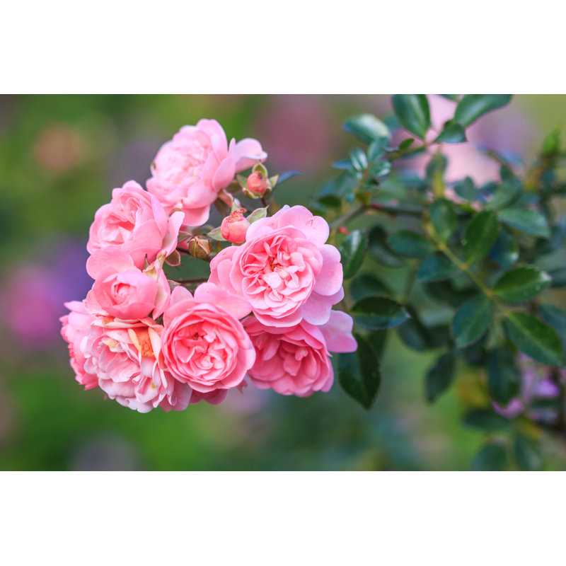 Gaerwn Pink Rose - Wrapped Canvas Print, 20cm H x 30cm W x 3.8cm D