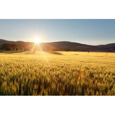 Roethke Wheat Field pendant le coucher du soleil - impression