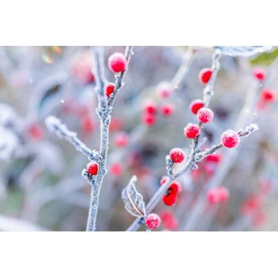" Red Winter Berries " by Krblokhin