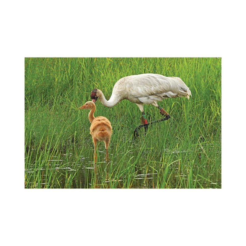 Endangered Whooping Crane And Colt - Wrapped Canvas Print, 20.32 cm H x 30.48 cm W