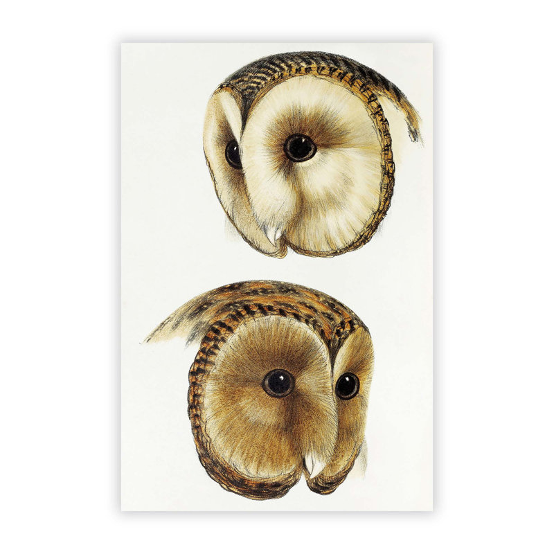 Two Owls - No Frame Print, 42 cm H x 29.7 cm W