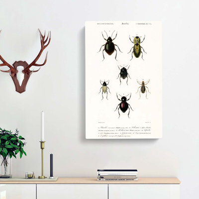 Beetle Illustrations PL. 7a by Charles D' Orbigny - Wrapped Canvas Painting