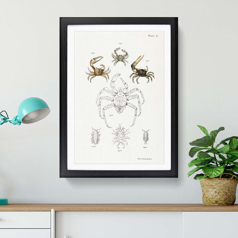 Crabs & Sea Creatures PL. 8 by J.E. De Kay - Picture Frame Painting Print, 36cm H x 27cm W x 2cm D, Black Framed