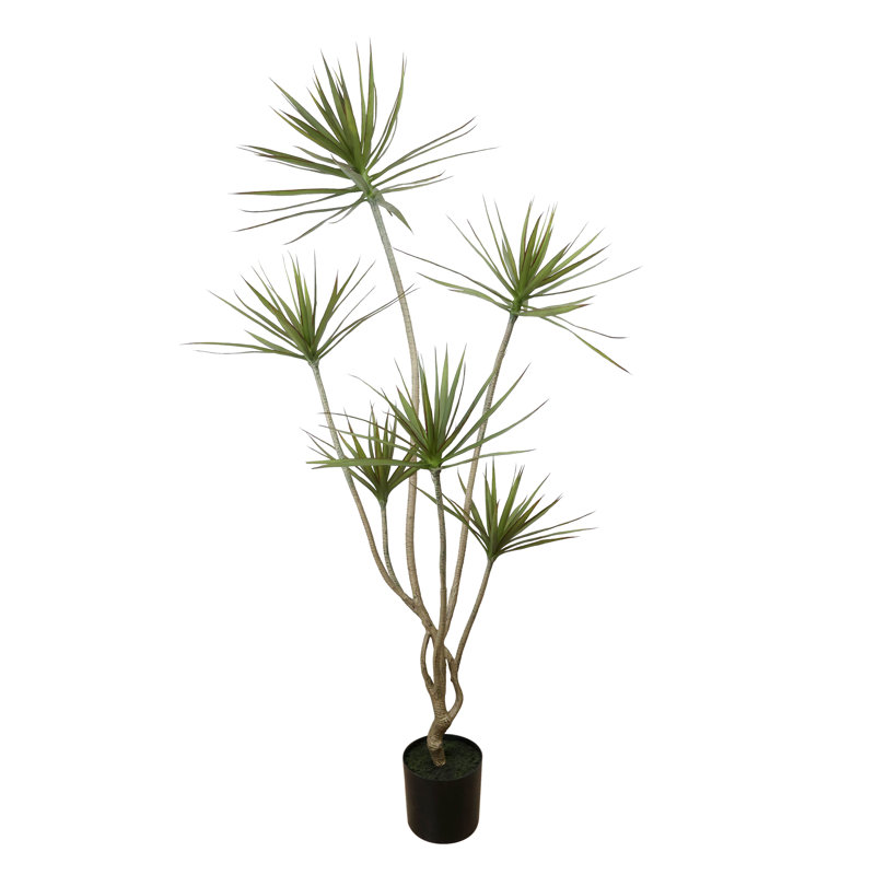 Plante Dracaena