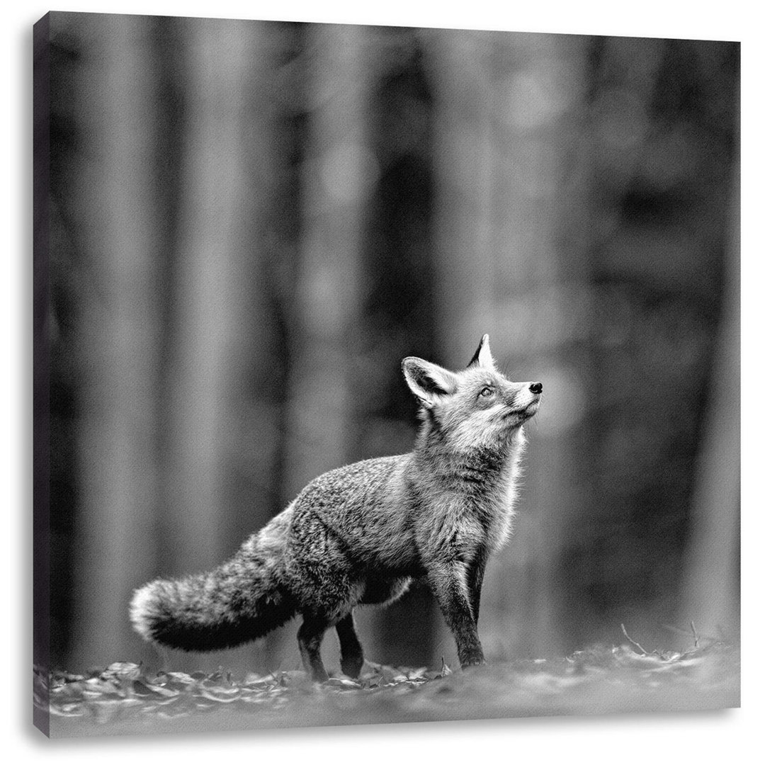 Leinwandbild Neugieriger Fuchs im Herbstwald