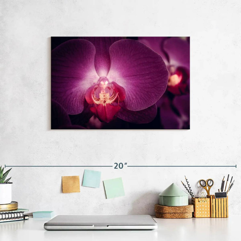Harnek Purple Moth Orchid, 8" H x 12" W