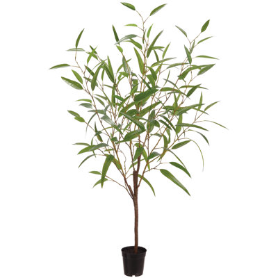 Eucalyptus 48 po dans un pot en plastique