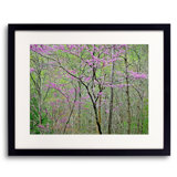 Blooming Redbud In Tennessee Forest Print by Bruce Heinemann