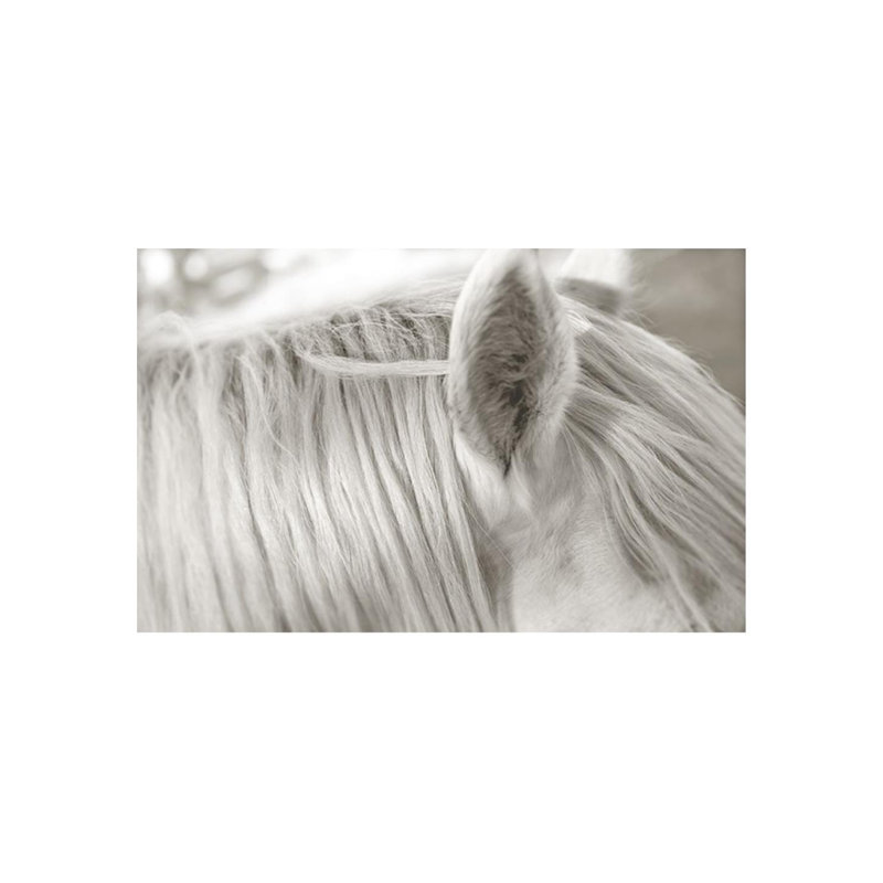 «Focusing on White Horse I» par Mari Urasawa - photographie, Couche de verre, H 30 po x l 48 po