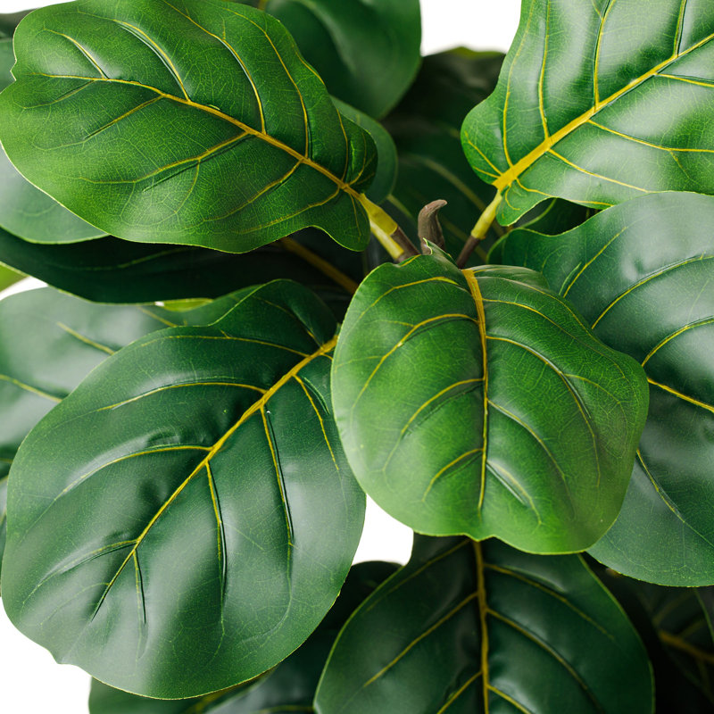 Figuier figuier figuier 4 branches en pot, Ensemble de 2