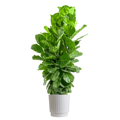 Costa Farms Extra Large Fiddle Leag Fig Bush Indoor House Plant in a 12-inch Décor Pot