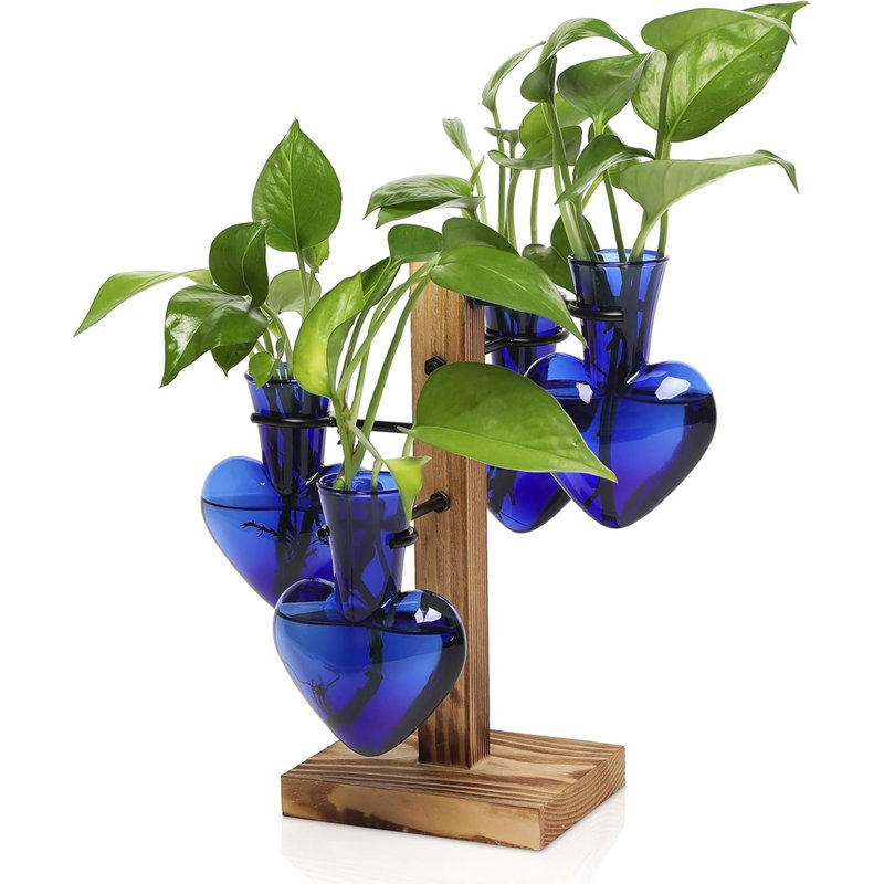 Ensemble de plantes terrarium pour plantes d'intérieur, Bleu foncé