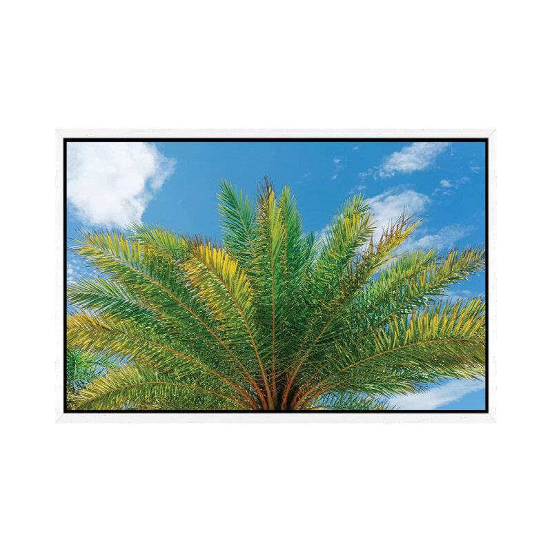 Florida Palm by Bethany Young - Print on Canvas, White Framed, 101.6cm H x 152.4cm W x 3.81cm D