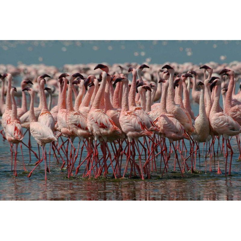 Flamants nains - Photographie sur toile tendue, H 32 po x l 48 po