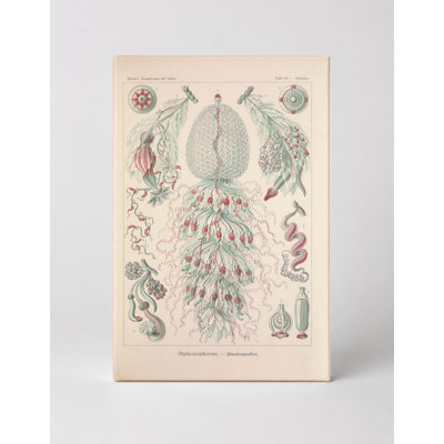 Art textuel sur toile, Tafel 59 - Siphonophorae (1904)