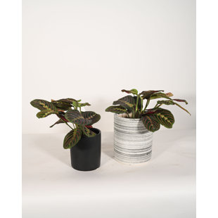 Upshining Live Foliage Plant in Ceramic Pot