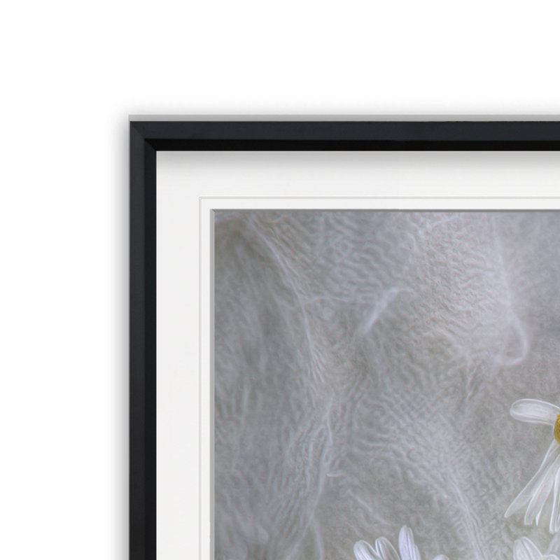" Daisies ", Framed Print, 22.5" H x 22.5" W, Black