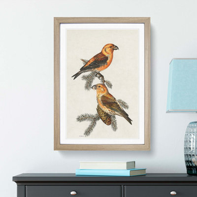 Red Crossbill Birds by Von Wright - Picture Frame Painting Print