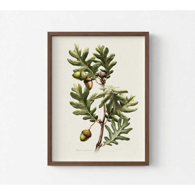 Botanical Wall Art Print: Pyrenean Oak
