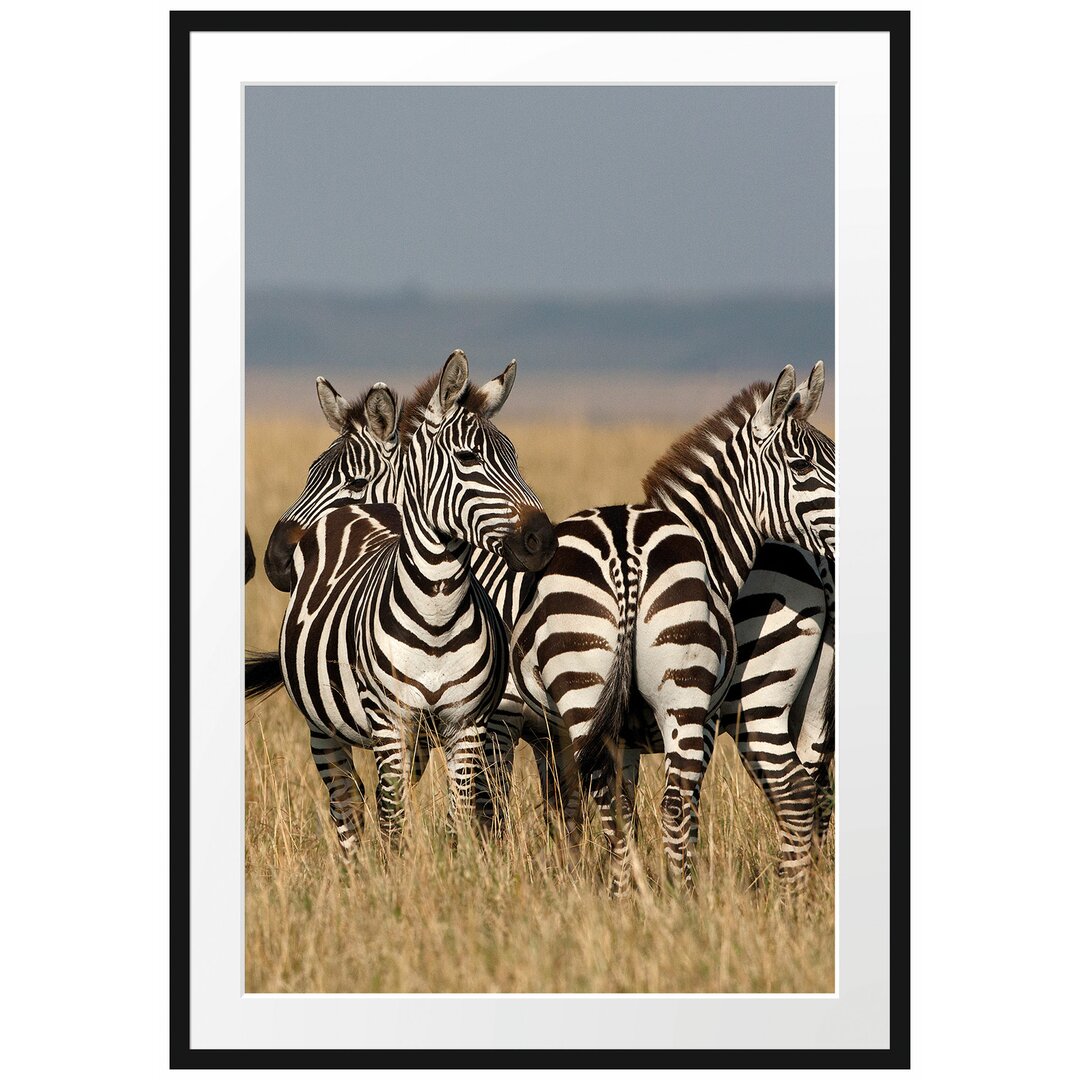 Gerahmtes Poster Kleine Zebrahorde