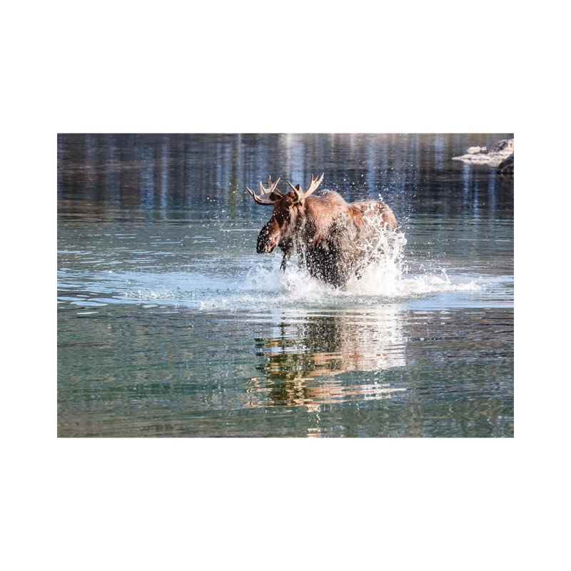 Moose Crossing by Matteo Colombo - Wrapped Canvas Print, 20.32 cm H x 30.48 cm W