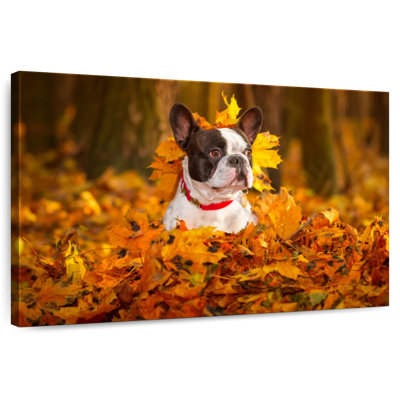 French Bulldog In Autumn Park