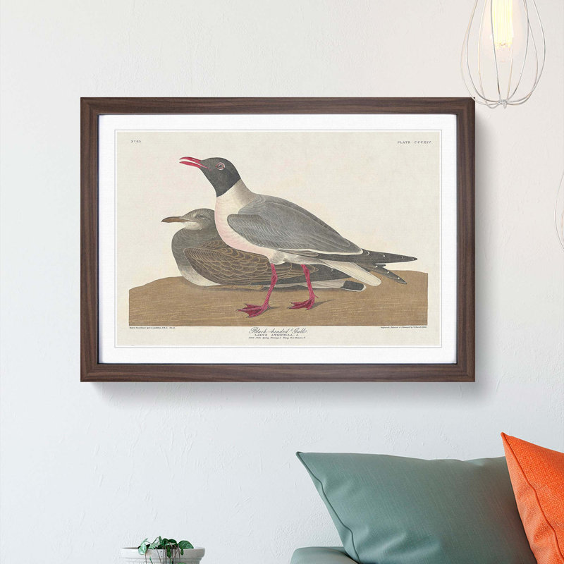Black-Headed Gull by John James Audubon - Picture Frame Art Print, 27cm H x 36cm W x 2cm D, Walnut Framed