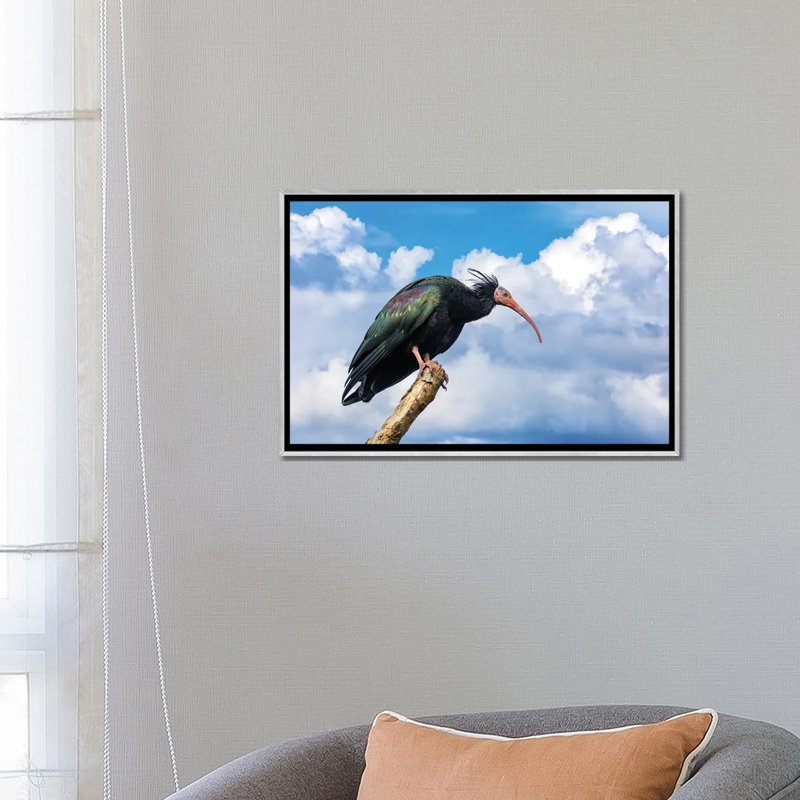 Vue de côté de l'ibis chauve du Nord - reproduction d'art murale - toile encadrée, 26" x 18", Framed Canvas, Silver