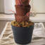 100cm Faux Palm Plant in Freestanding