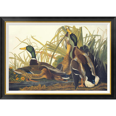 " Mallard Duck " by James Audubon