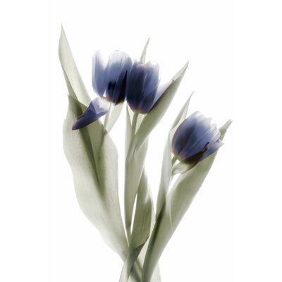 Xray Tulip IX - Wrapped Canvas Painting