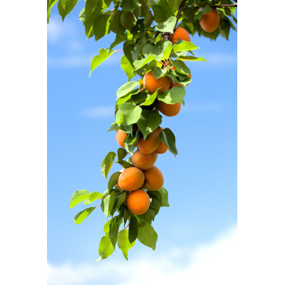 Oluna " Apricots Fruit "