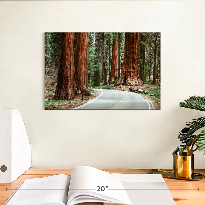 Sequoia Park Road, H 8 po x l 12 po
