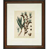 Verde Tinted Botanical III Print