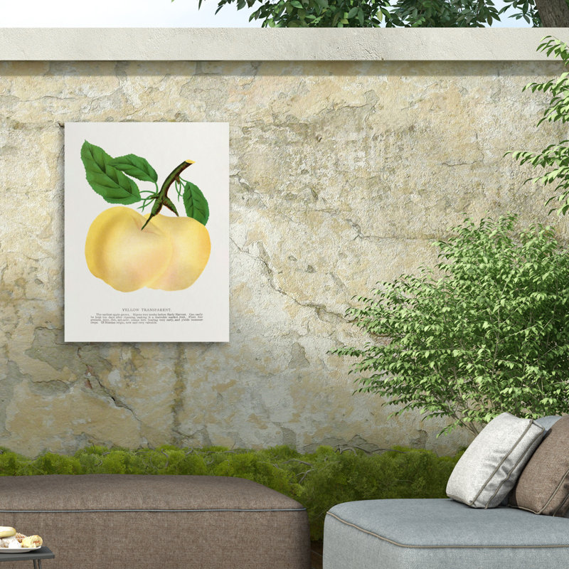 Botanical Specimen Yellow Transparent Apple Lithograph Outdoor  Canvas, H 14 po x l 19 po