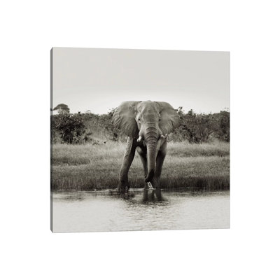 B And W Elephant Drinking by Klaus Tiedge - Wrapped Canvas Print