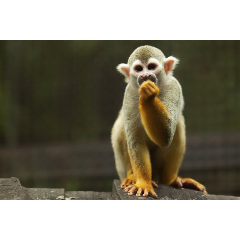 Monkey par Nattanan726 - Photographie sur toile tendue, L 12 po x H 8 po