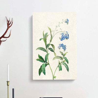 Water Forget Me Not Flowers by Pierre-Joseph Redoute - Wrapped Canvas Print