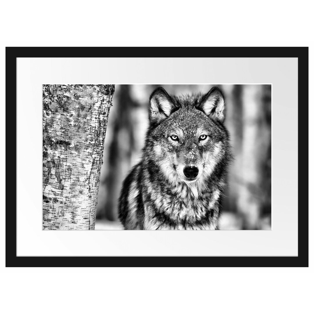 Wachsamer Wolf Gerahmter Fotokunstdruck