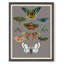 Entomology Moths Chart Print by Thicket Design