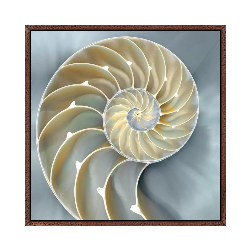 Nautilus In Blue I, 45.72 cm H x 45.72 cm W, Brown Framed