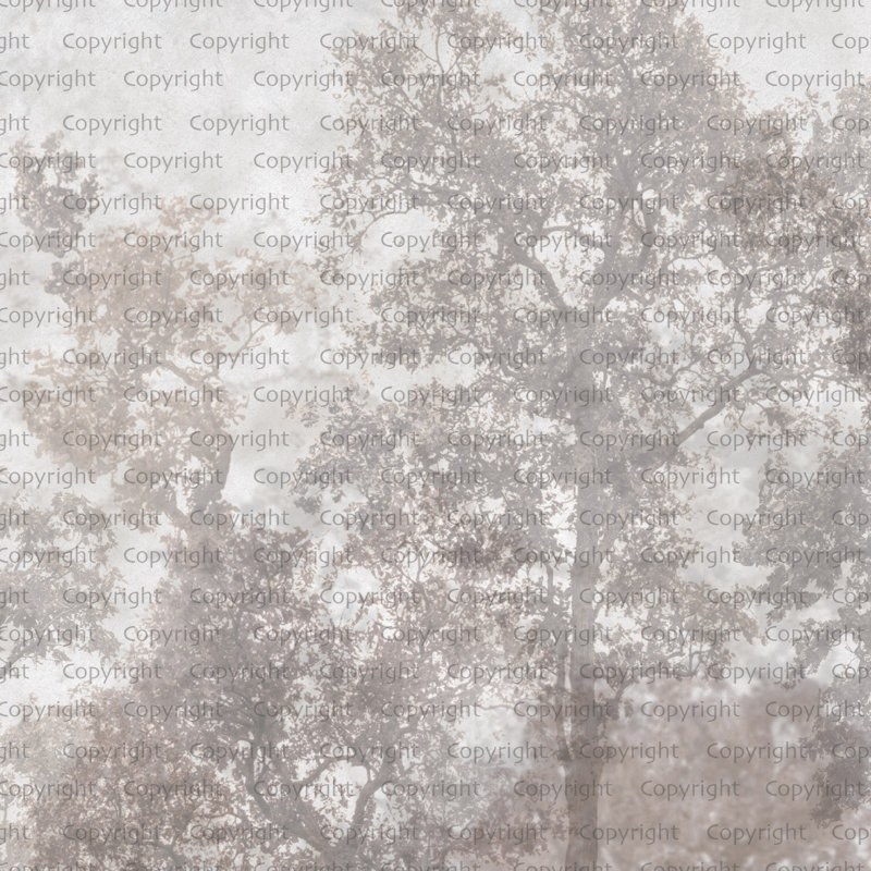 Papier peint mural Ethereal Forest Mist, Beige, L 44,04 po x l 81 po