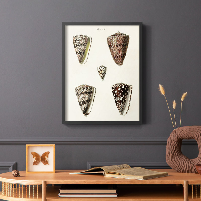 Impression encadrée Cone Shell Collection III - bois massif, Noir, H 10 po x l 8 po