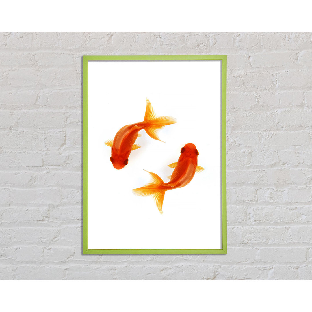 Grian Goldfish Reflections - Einzelner Bilderrahmen Kunstdrucke