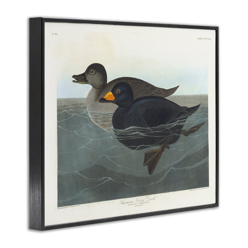 «Classic American Scoter Duck», art giclée par one1000paintings, Giclée encadrée noir minuit, H 11 po x l 14 po