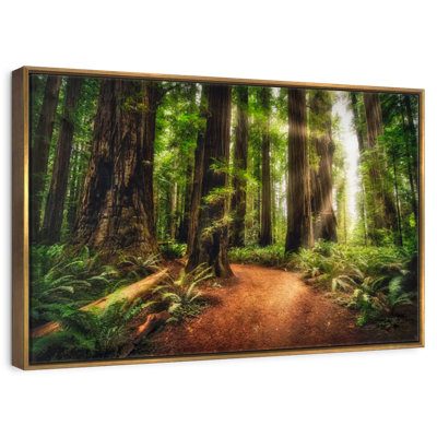 Lever de soleil au parc d'État Jedediah Redwoods