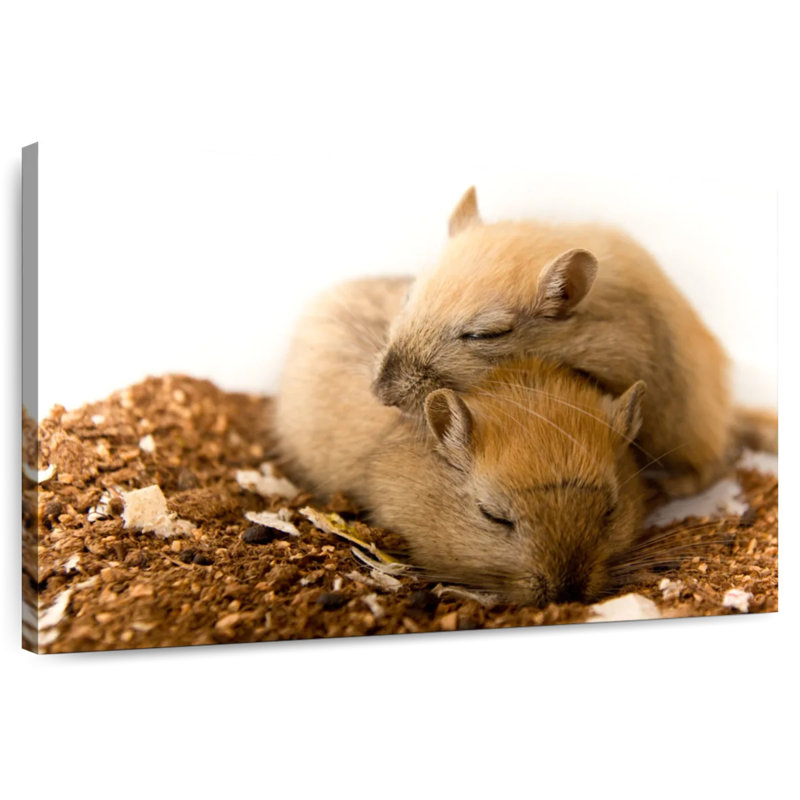 Crowle Sleeping Gerbils, 34" H x 51" W
