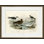 Black Toed Gull Print